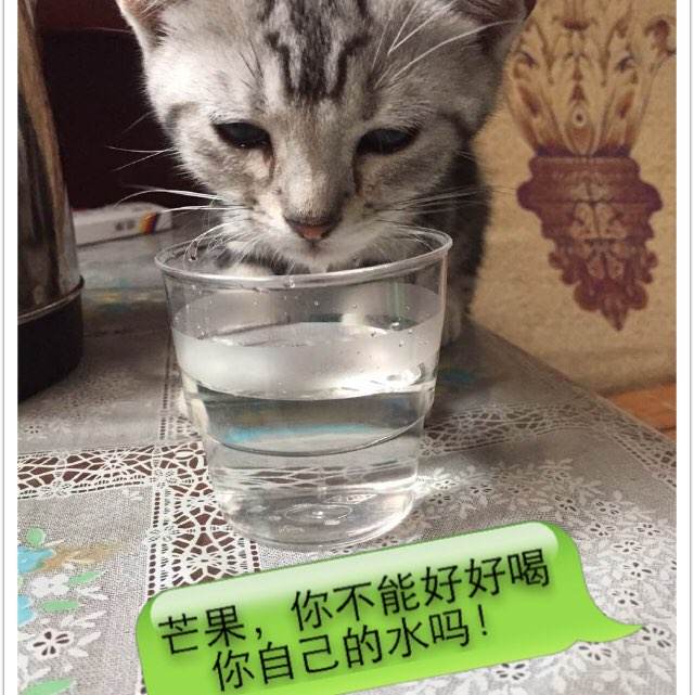 买张巴金和达格南学院文凭毕业证